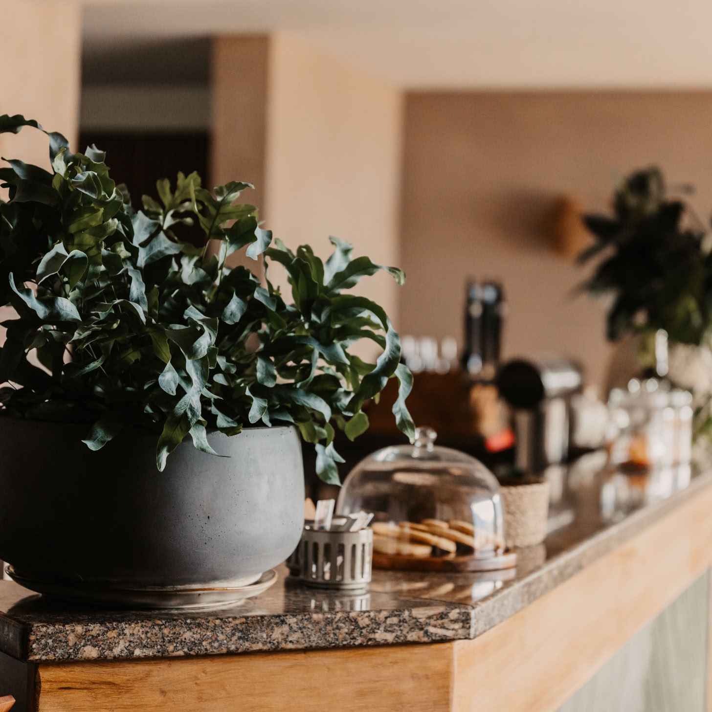 Immagine gratuita di accogliente, ambiance, Antipasti